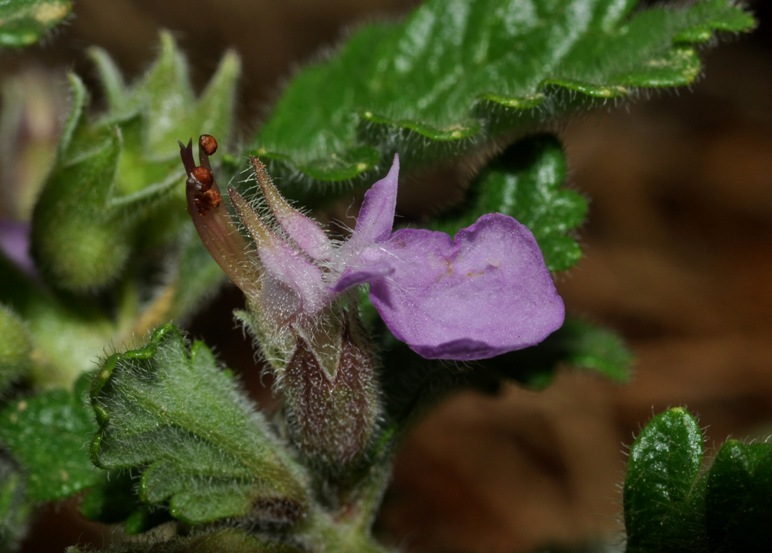 altra Lamiacea - Teucrium chamaedrys