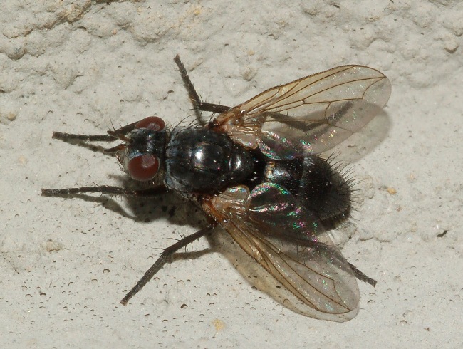 Tachinidae da id