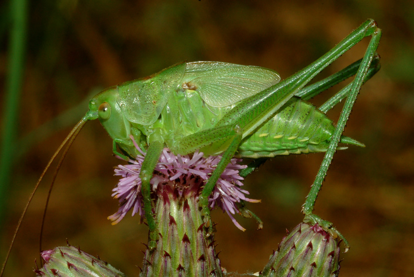 Tettigoniidae da id