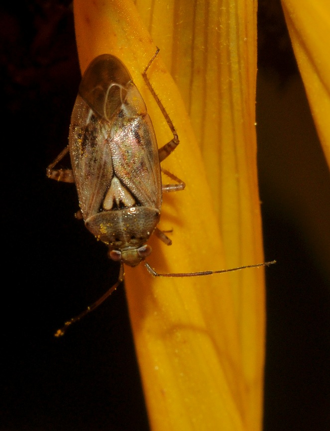 Miridae: Lygus rugulipennis della Lombardia (MI)