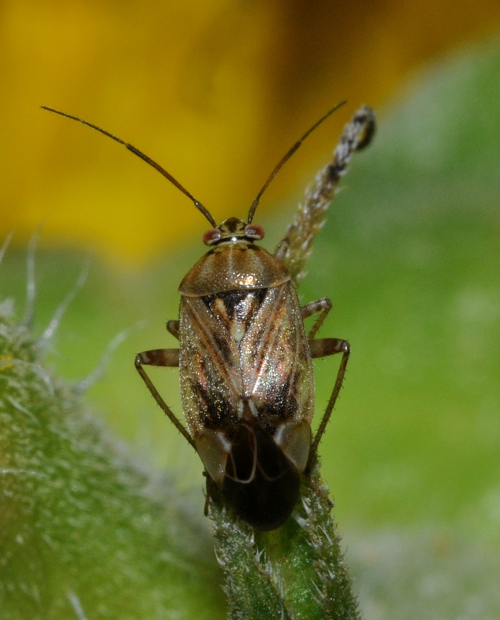 Miridae: Lygus rugulipennis della Lombardia (MI)