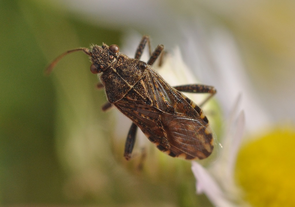 Rhopalidae:  Stictopleurus punctatonervosus