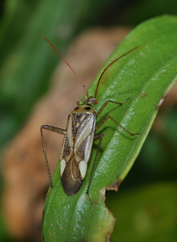 Miridae:  Adelphocoris lineolatus della Lombardia