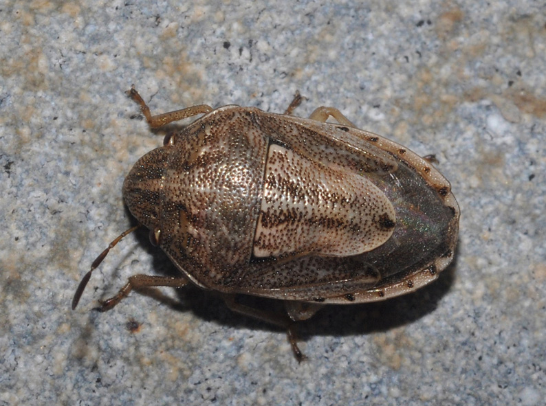 Pentatomidae: Neottiglossa bifida di Lago Patria (NA)