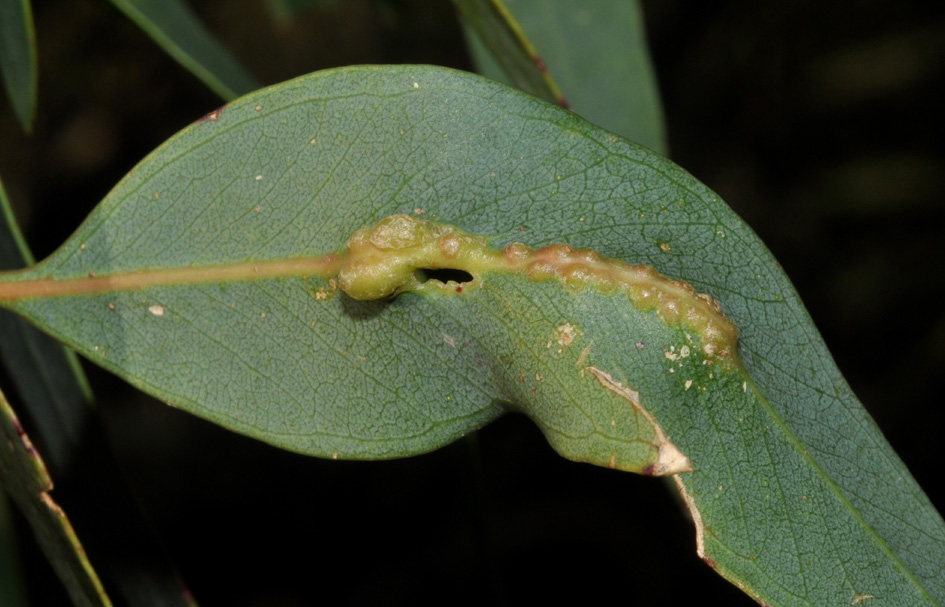 Eulophidae in Campania - 2