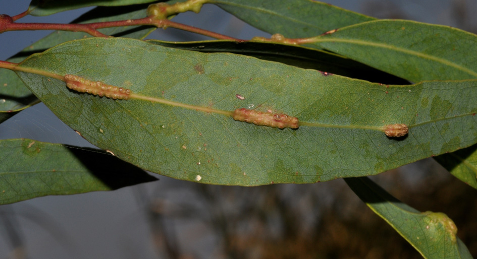 Eulophidae in Campania - 2