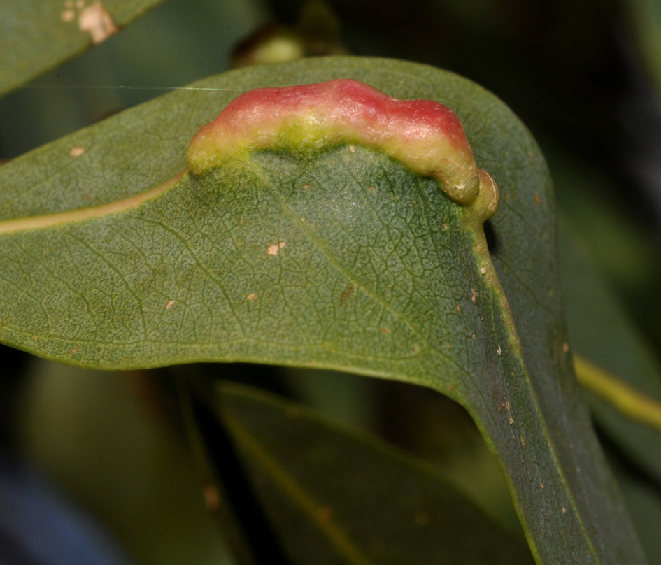 Eulophidae in Campania - 2