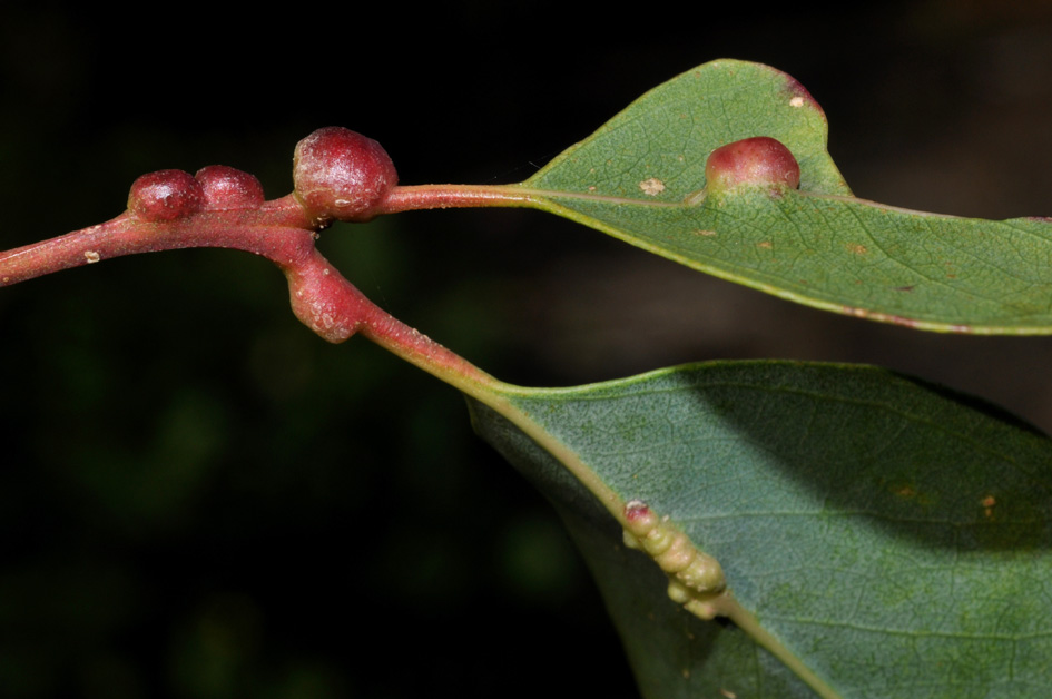 Eulophidae in Campania - 2