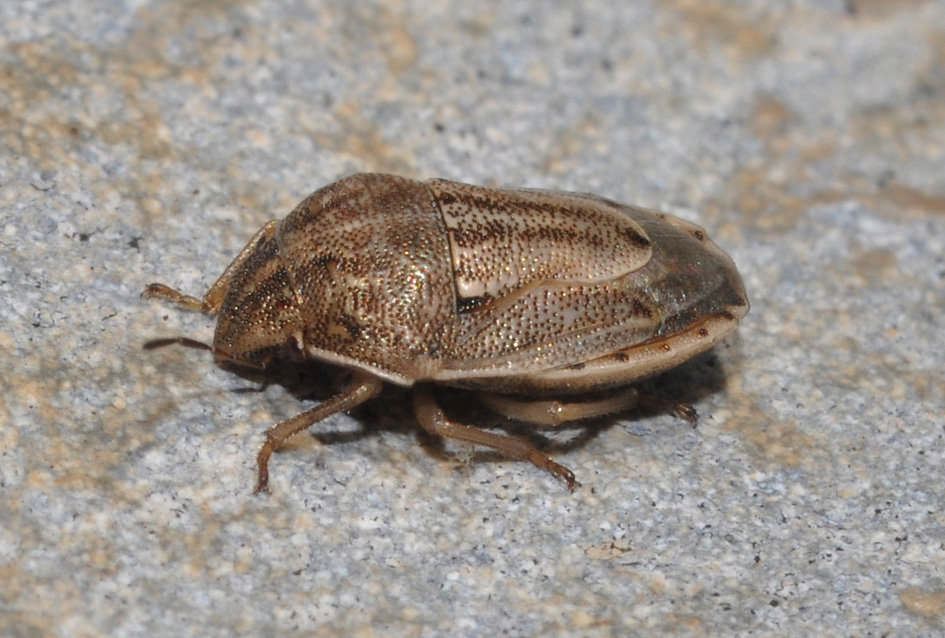 Pentatomidae: Neottiglossa bifida di Lago Patria (NA)