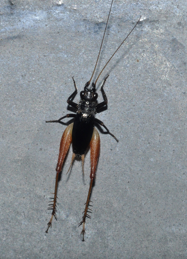 gryllidae-trigonidium-cicindeloides-natura-mediterraneo-forum