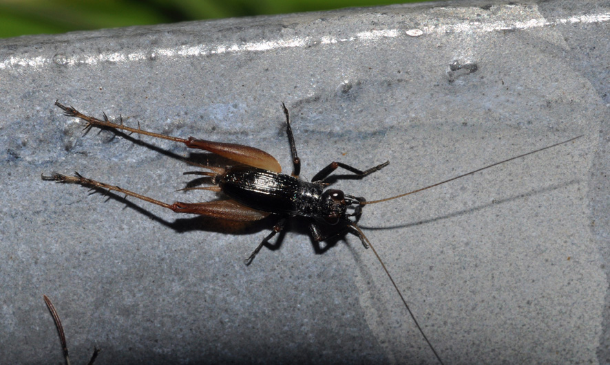 Gryllidae: Trigonidium cicindeloides