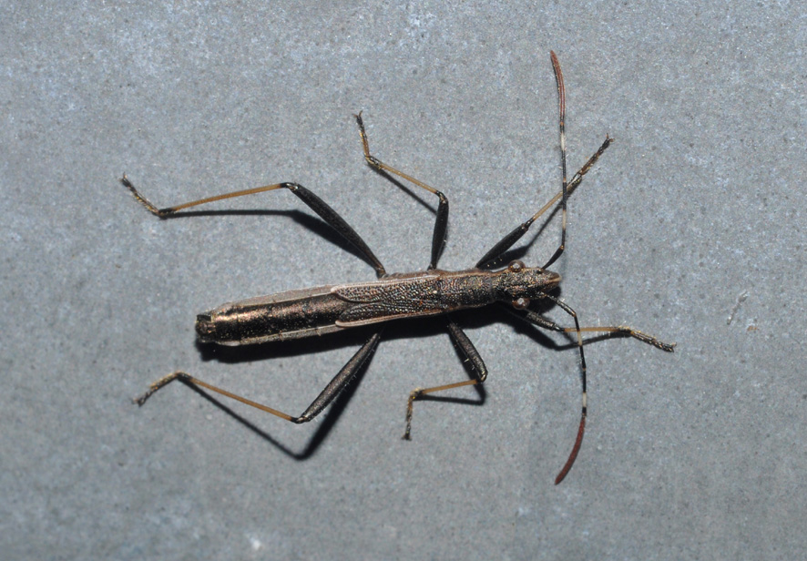 Maschio di Micrelytra fossularum (Alydidae) da Napoli