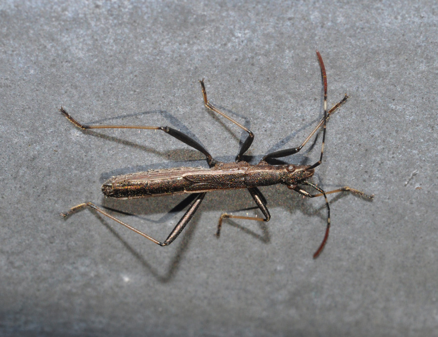 Maschio di Micrelytra fossularum (Alydidae) da Napoli