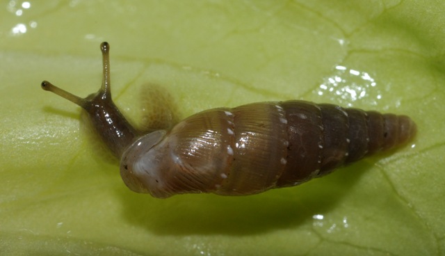 Clausiliidae