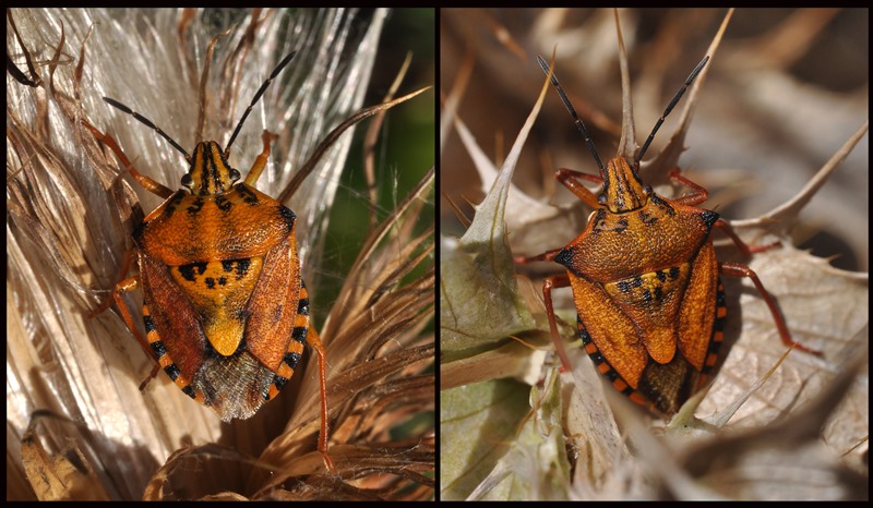 Pentatomidae: Carpocoris mediterraneus