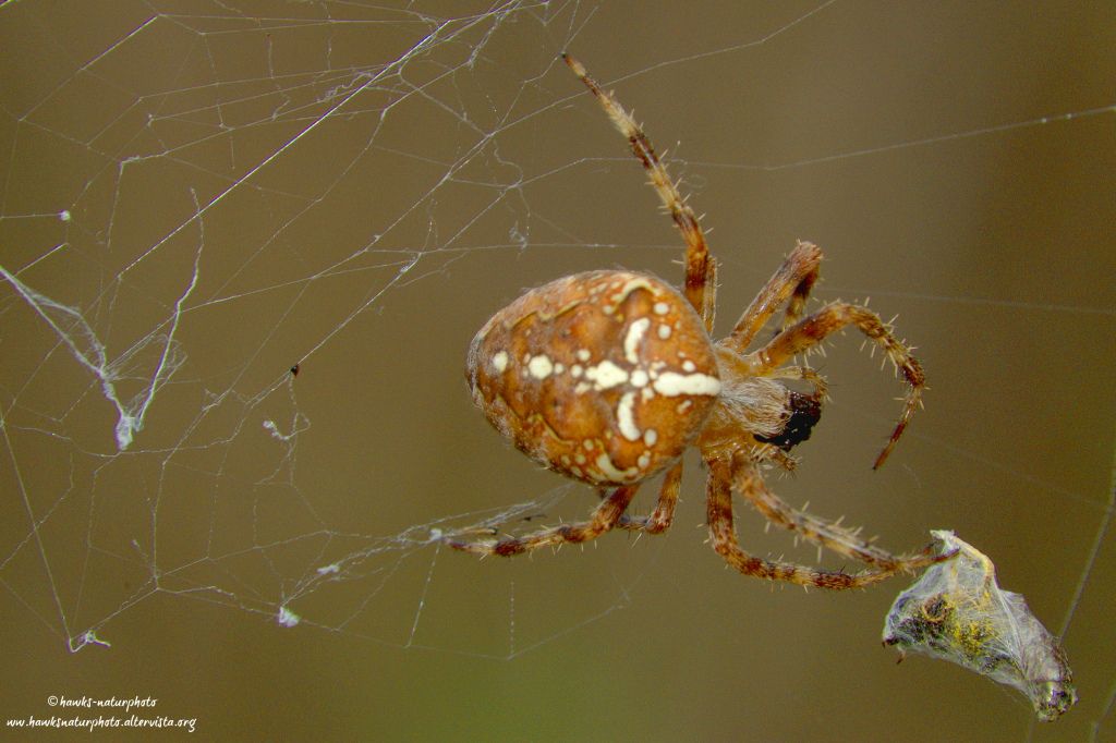 Araneus diadematus