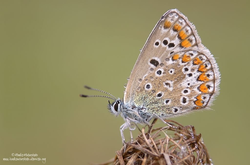 Aricia agestis