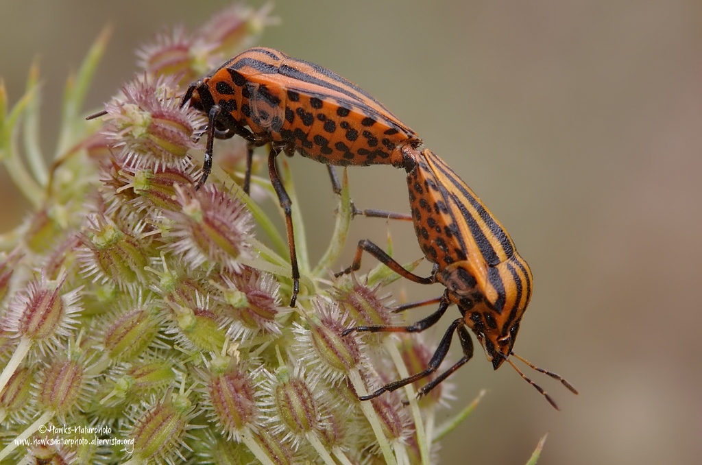 Cimice Rossonera(Graphosoma lineatum)