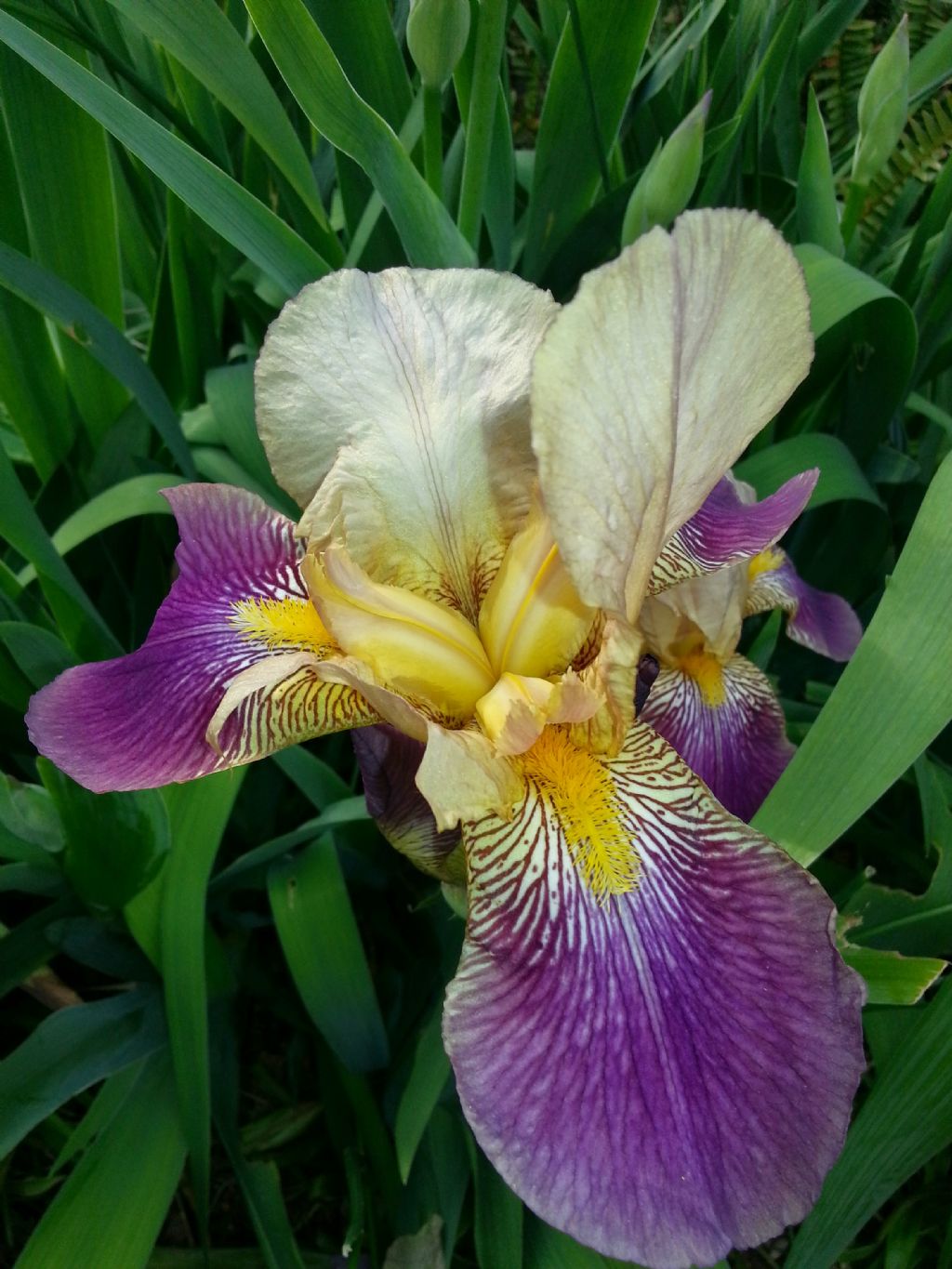 Gruppo Iris germanica