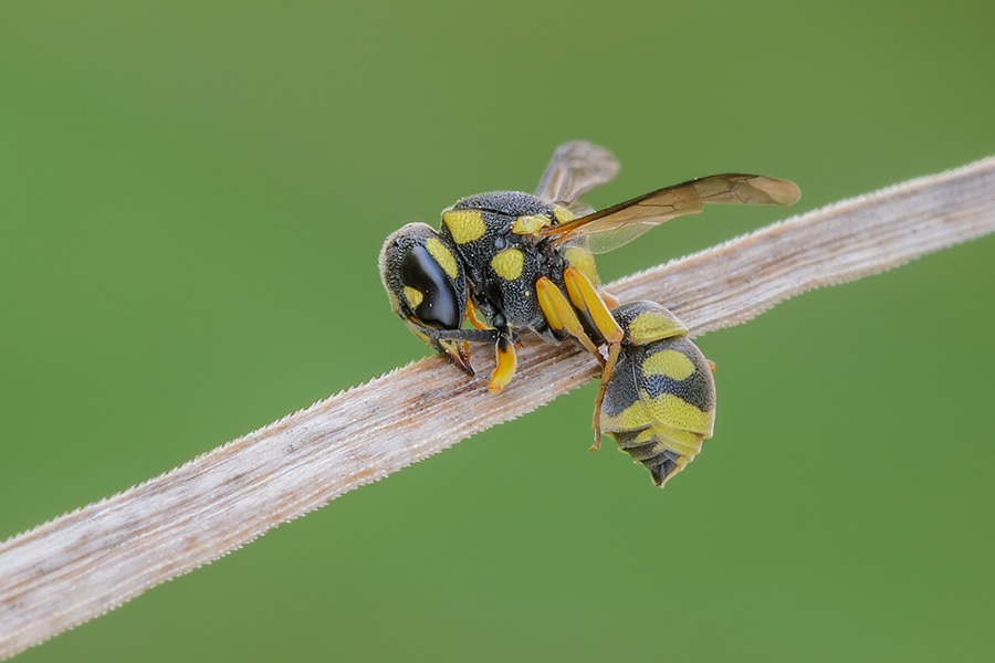 Vespidae Eumeninae:  cfr. Antepipona sp.