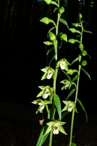 Epipactis muelleri ??