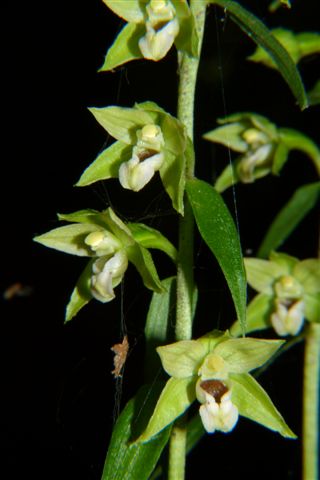 Epipactis muelleri ??