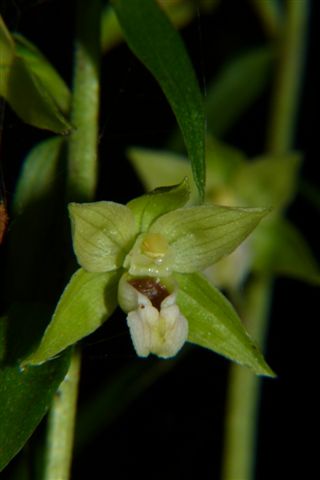 Epipactis muelleri ??