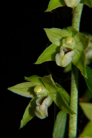 Epipactis muelleri ??