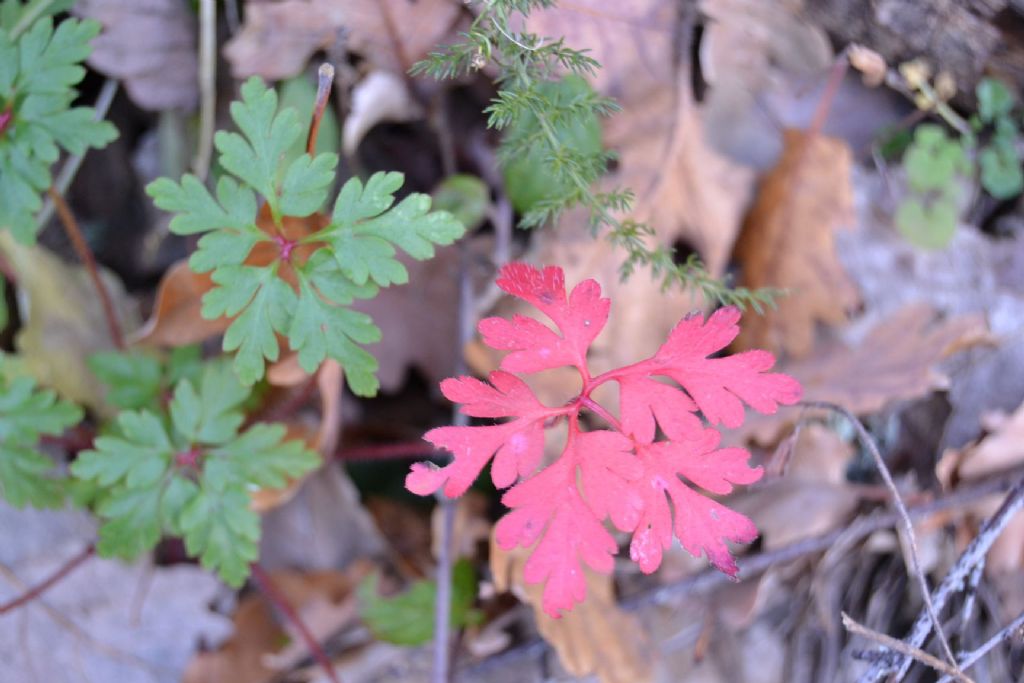 piantina sottobosco - Geranium robertianum