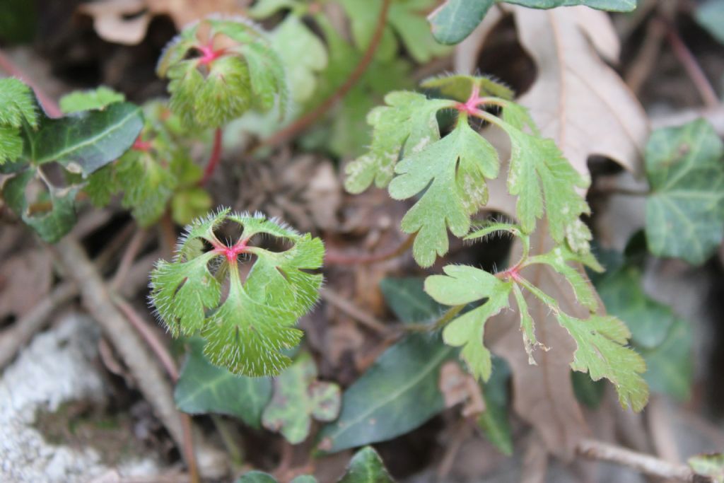 piantina sottobosco - Geranium robertianum