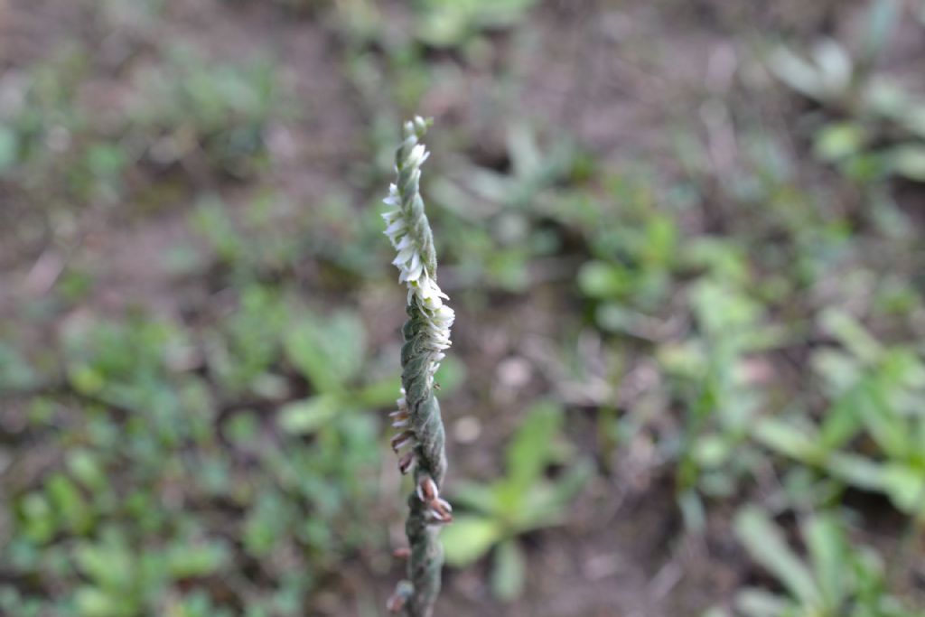 in prato povero: Spiranthes spiralis