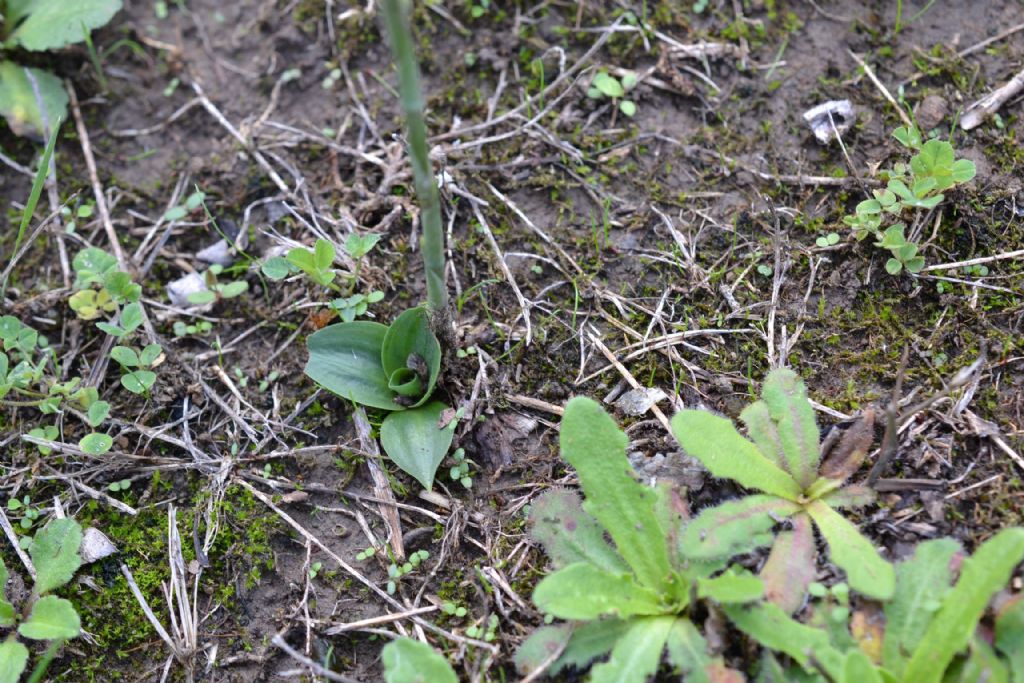 in prato povero: Spiranthes spiralis