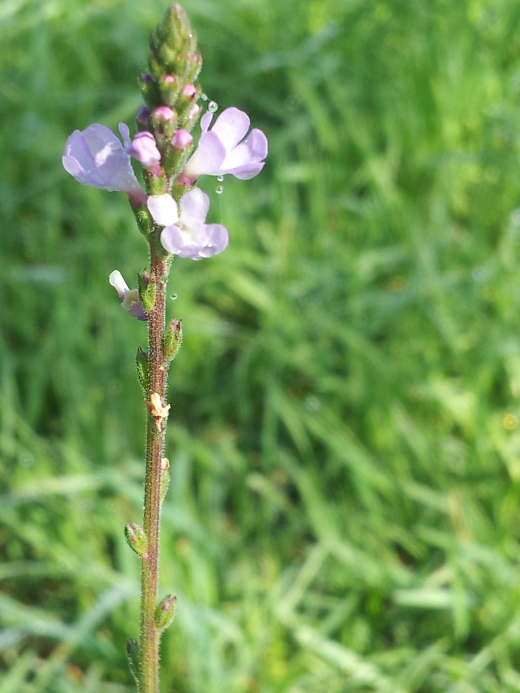 Verbena officinalis / Verbena comune