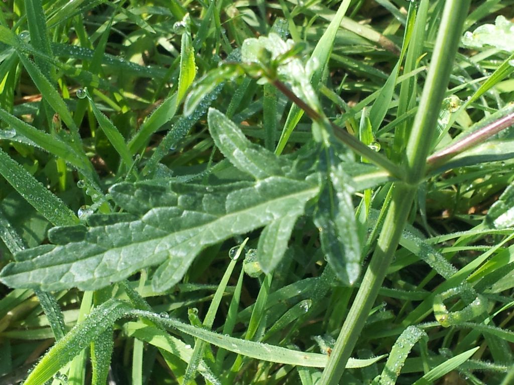 Verbena officinalis / Verbena comune