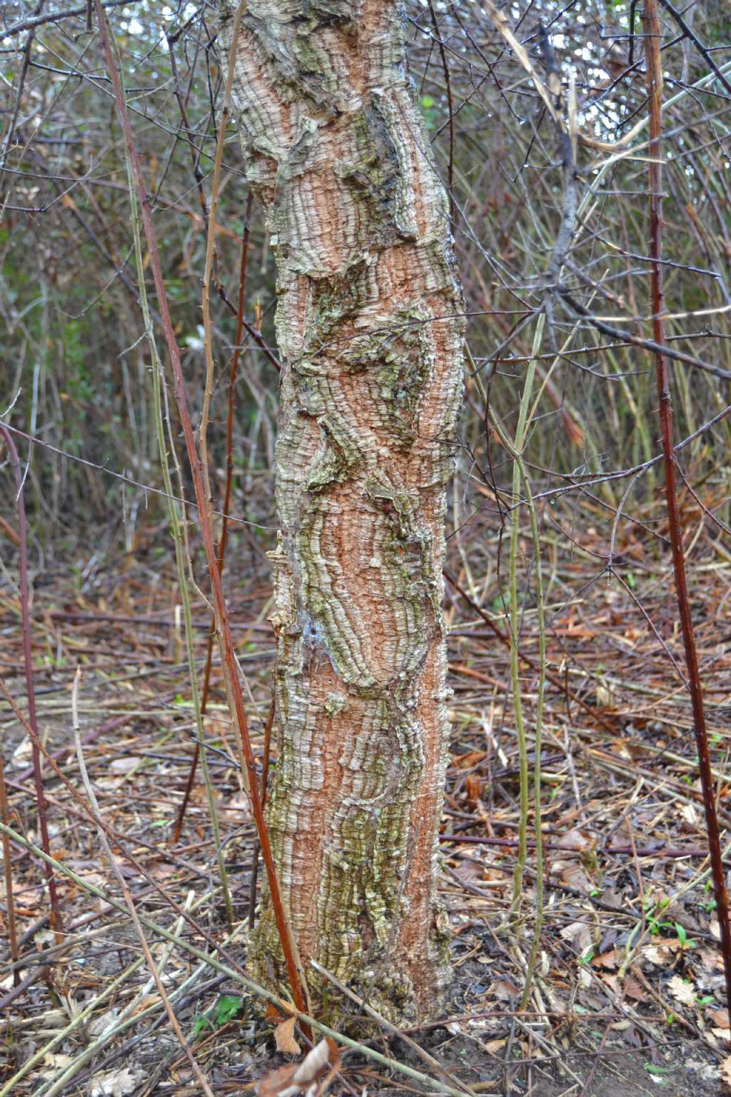 albero macchia mediterranea - Quercus suber