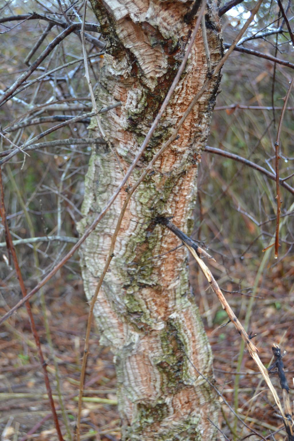 albero macchia mediterranea - Quercus suber