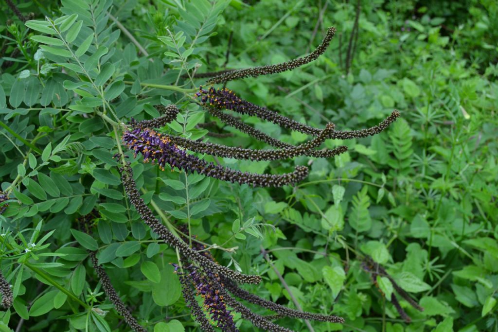 Amorpha fruticosa / Indaco bastardo
