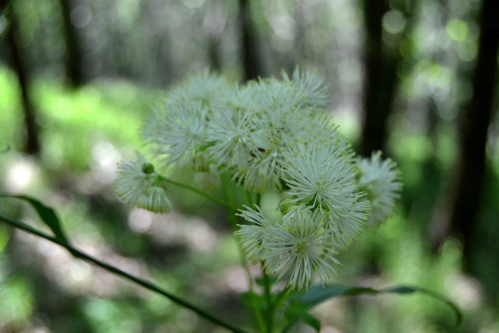 Fiori bianchi sottobosco - Thalictrum aquilegiifolium