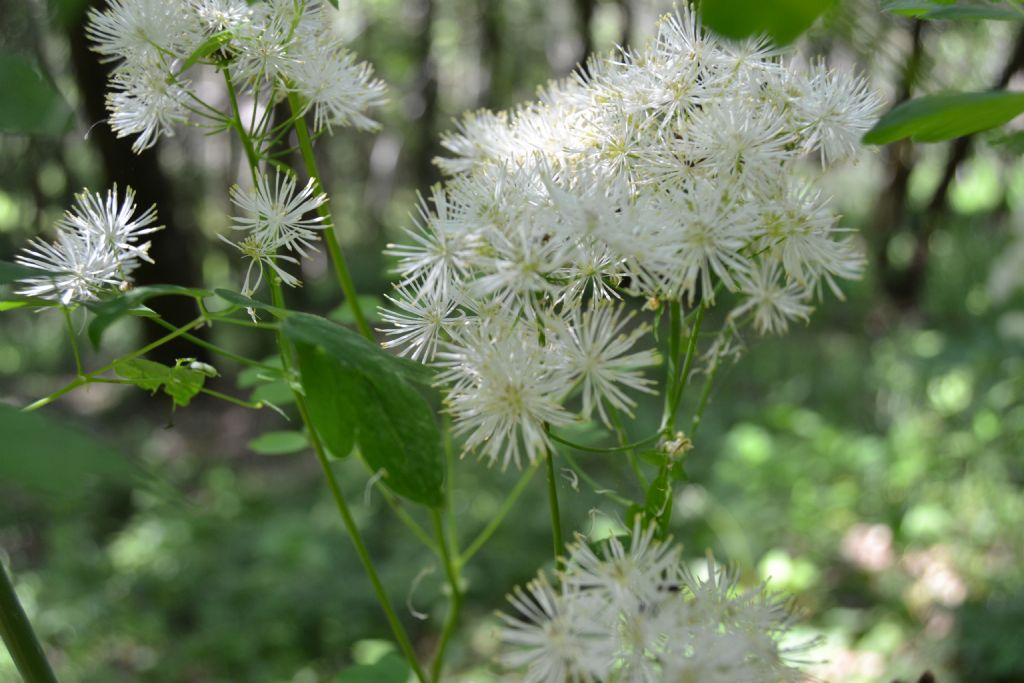 Fiori bianchi sottobosco - Thalictrum aquilegiifolium