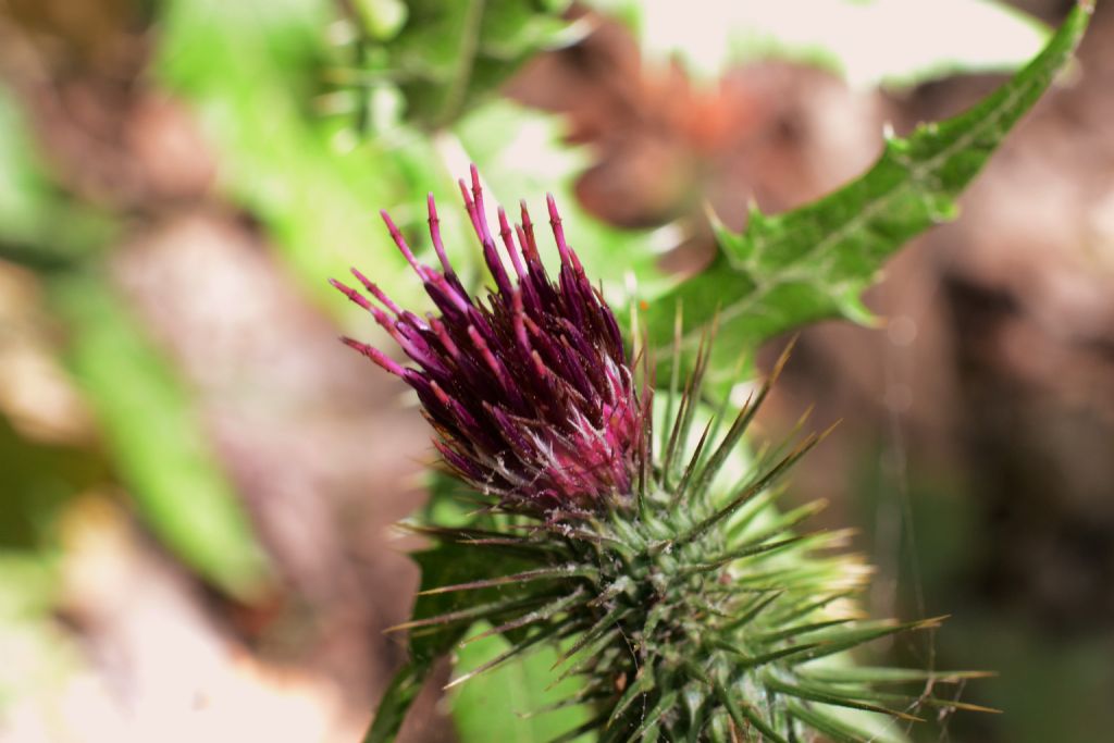 Ptilostemon strictus / Cardo stretto