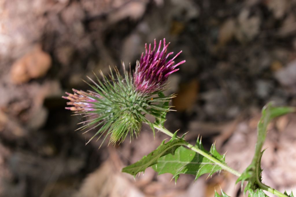 Ptilostemon strictus / Cardo stretto