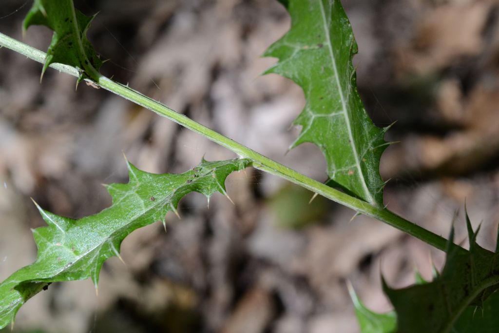 Ptilostemon strictus / Cardo stretto