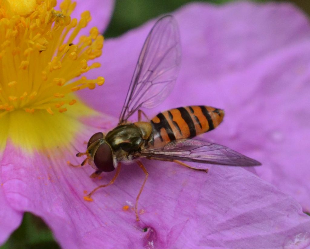 Syrphidae:  Syrphus ribesii ?  No, Episyrphus balteatus