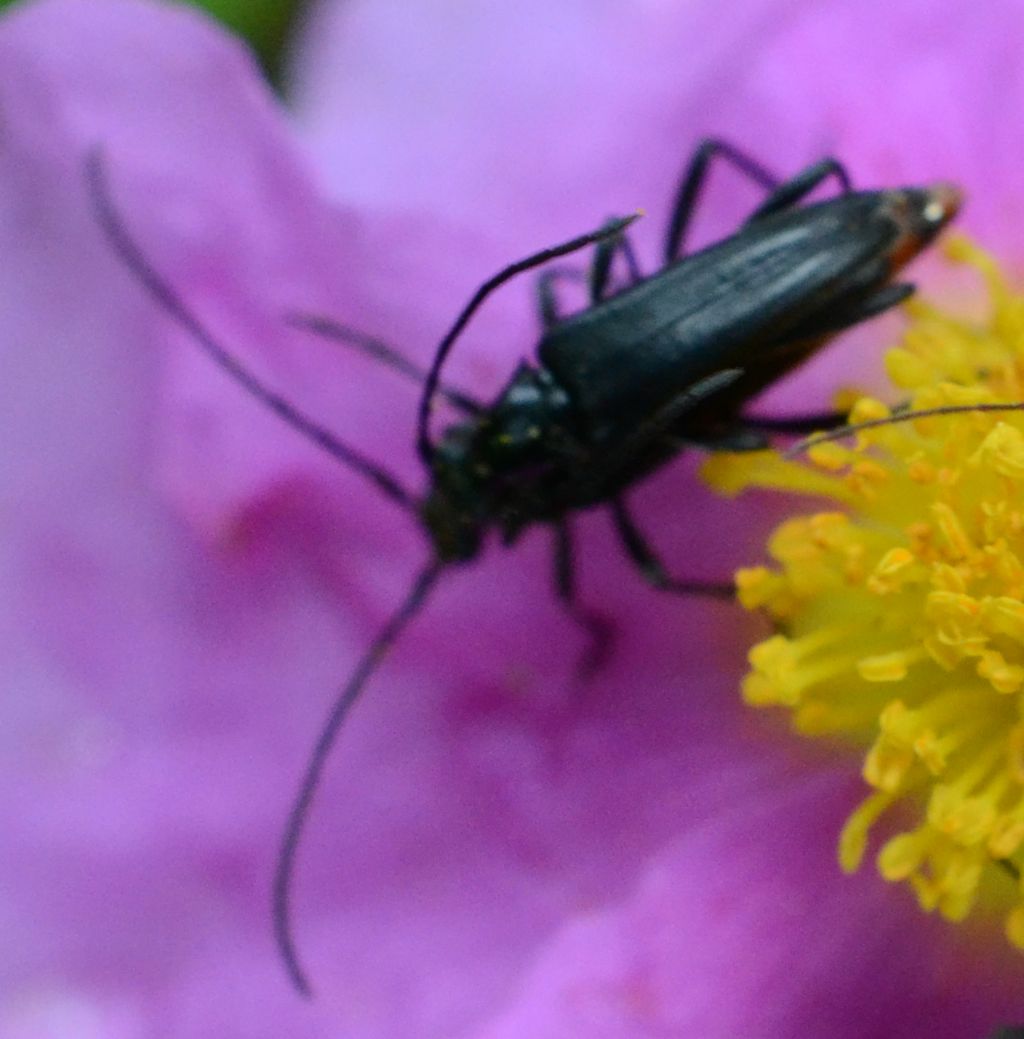 Cerambicidi?  S, Stenurella nigra