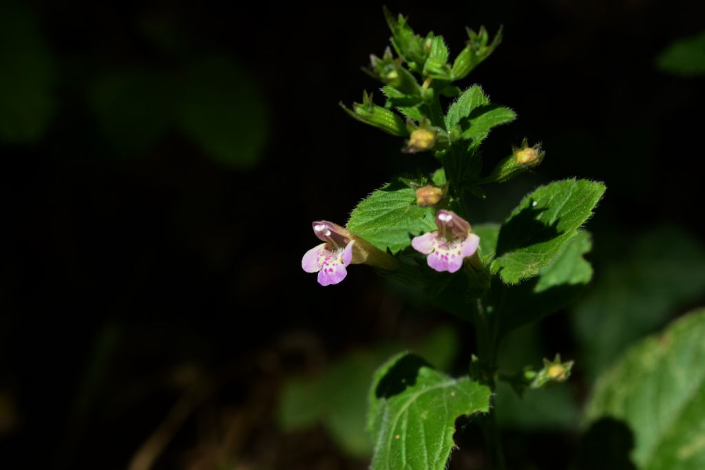 Lamiacea, Clinopodium ascendens