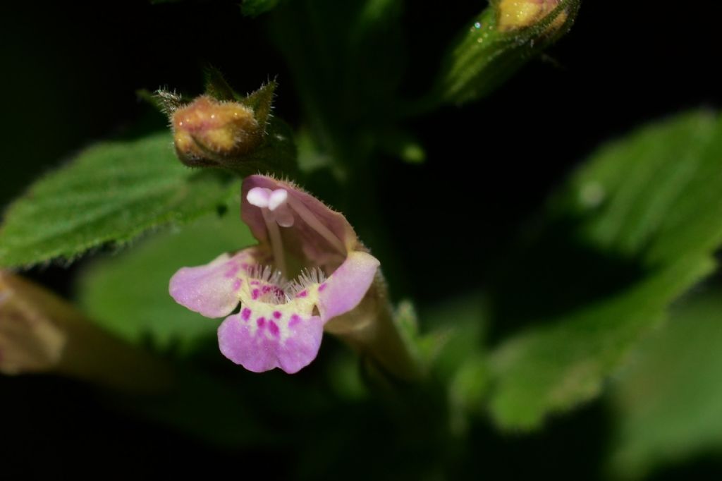 Lamiacea, Clinopodium ascendens