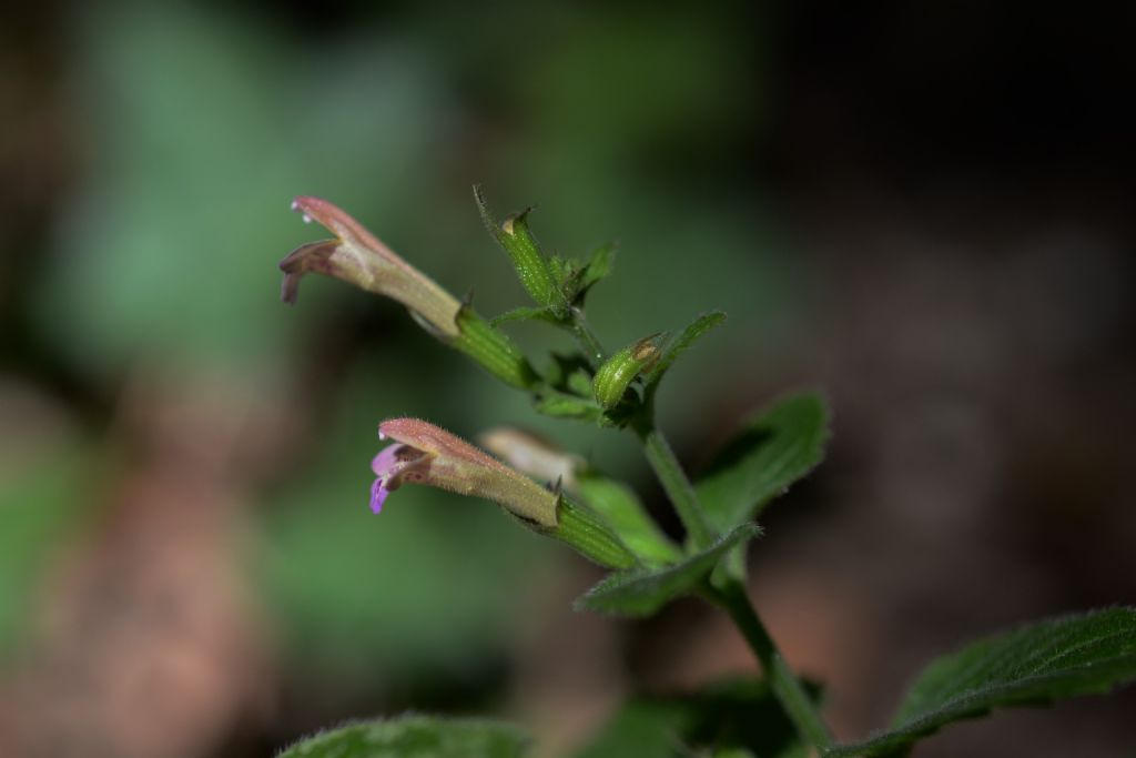 Lamiacea, Clinopodium ascendens