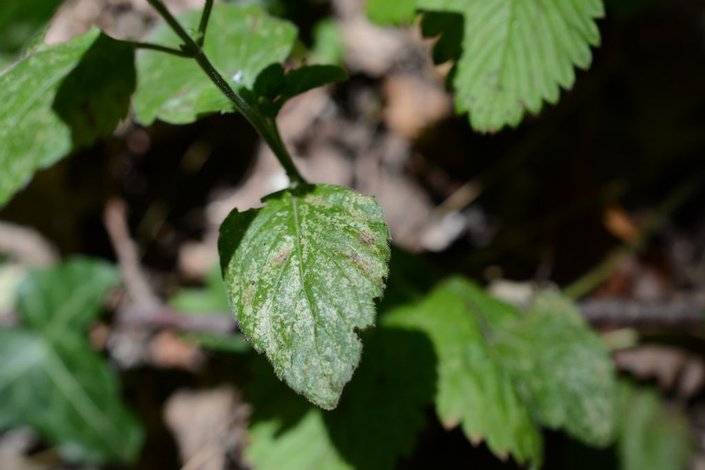 Lamiacea, Clinopodium ascendens