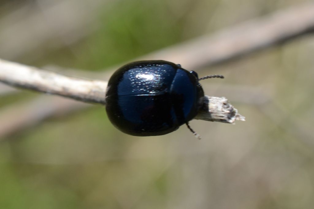 Chrysomelidae: cfr. Chrysolina haemoptera