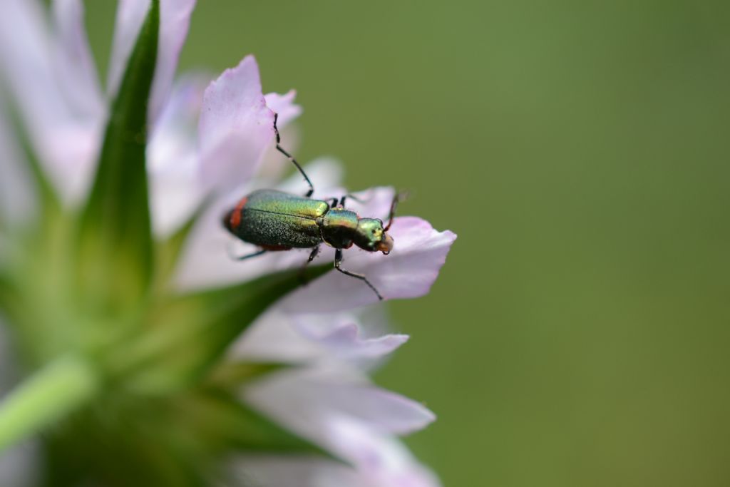 Malachiidae, femmina